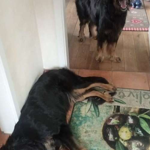 Hundeauslaufgebiet-Vikis mobile Tierbetreuung-Bild