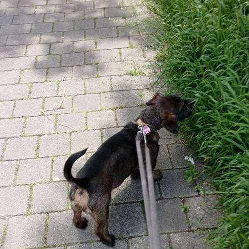 Hundeauslaufgebiet-Vikis mobile Tierbetreuung-Bild