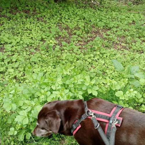 Hundeauslaufgebiet-Vikis mobile Tierbetreuung-Bild