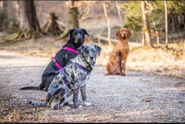 Hundeauslaufgebiet-Hundecoaching Du & Ich-Bild