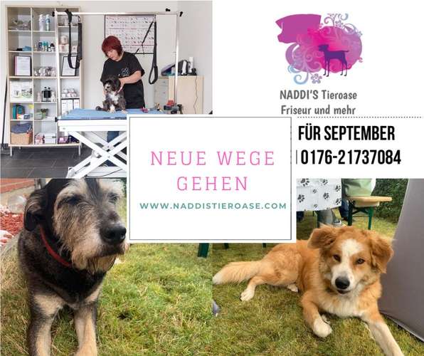 Hundeauslaufgebiet-NADDI‘S Tieroase Friseur und mehr-Bild