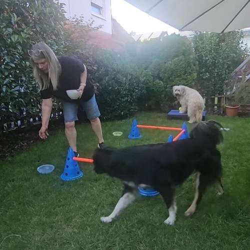 Hundeauslaufgebiet-Heiner Pfoten - Mobile Hundeschule-Bild