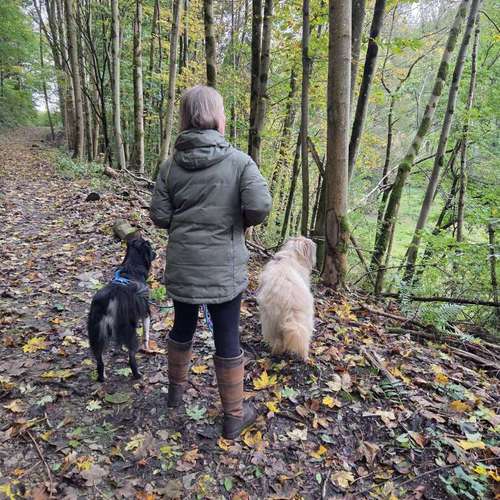 Hundeauslaufgebiet-Heiner Pfoten - Mobile Hundeschule-Bild