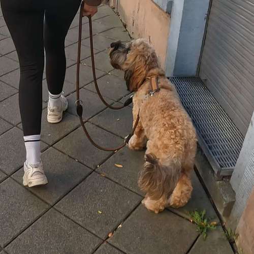 Hundeauslaufgebiet-Heiner Pfoten - Mobile Hundeschule-Bild