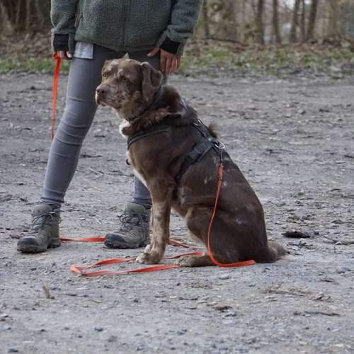 Hundeauslaufgebiet-BlickHund Hundetraining-Bild