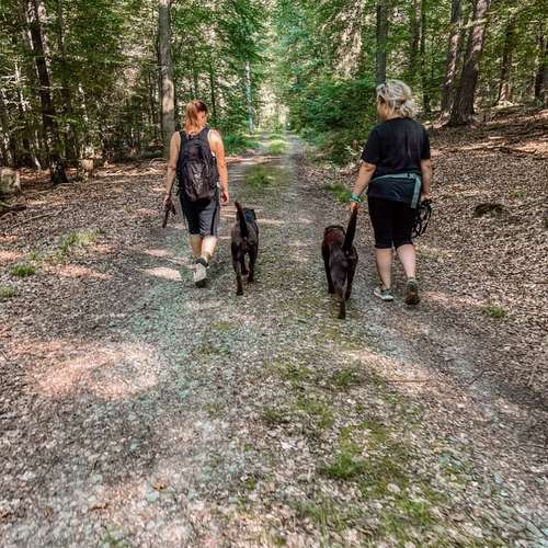 Hundeauslaufgebiet-BlickHund Hundetraining-Bild