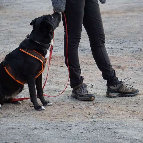 Hundeauslaufgebiet-BlickHund Hundetraining-Bild
