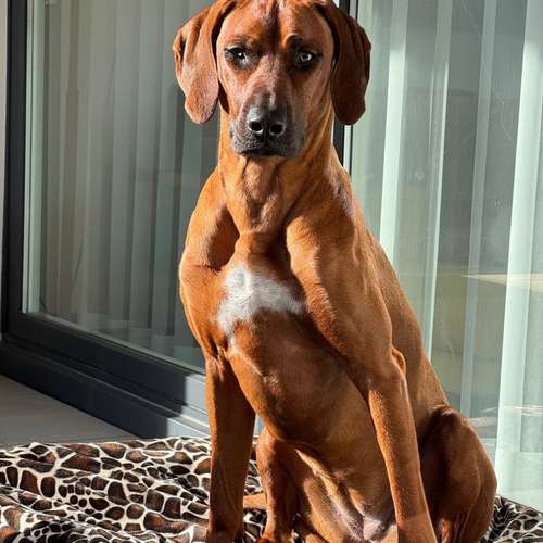 Hundeauslaufgebiet-Dogs & Sports - MANTRAILING OUR PASSION-Bild