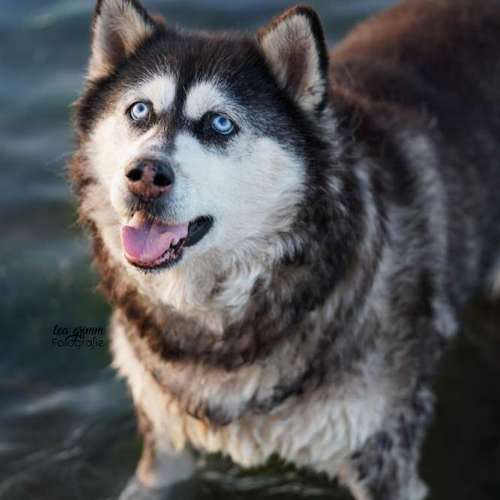 Hundeauslaufgebiet-Lea Grimm Fotografie-Bild