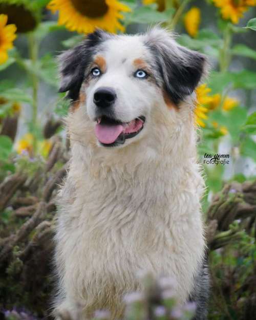 Hundeauslaufgebiet-Lea Grimm Fotografie-Bild