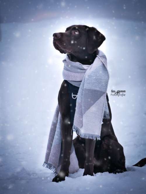 Hundeauslaufgebiet-Lea Grimm Fotografie-Bild