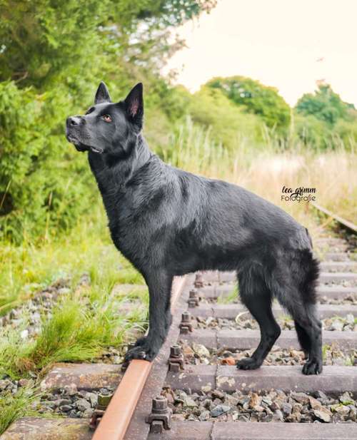 Hundeauslaufgebiet-Lea Grimm Fotografie-Bild