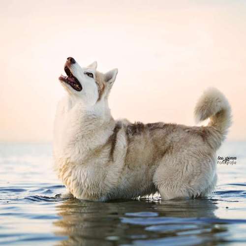 Hundeauslaufgebiet-Lea Grimm Fotografie-Bild