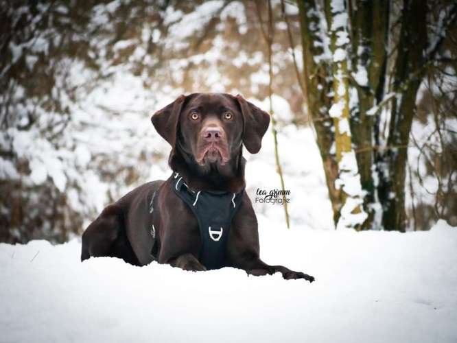 Hundeauslaufgebiet-Lea Grimm Fotografie-Bild