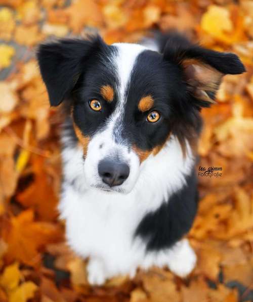 Hundeauslaufgebiet-Lea Grimm Fotografie-Bild