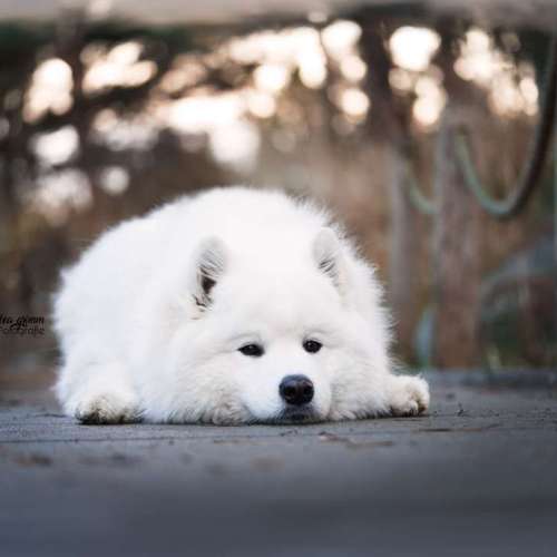 Hundeauslaufgebiet-Lea Grimm Fotografie-Bild