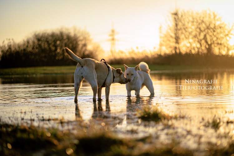 Hundeauslaufgebiet-Ninagrafie-Bild
