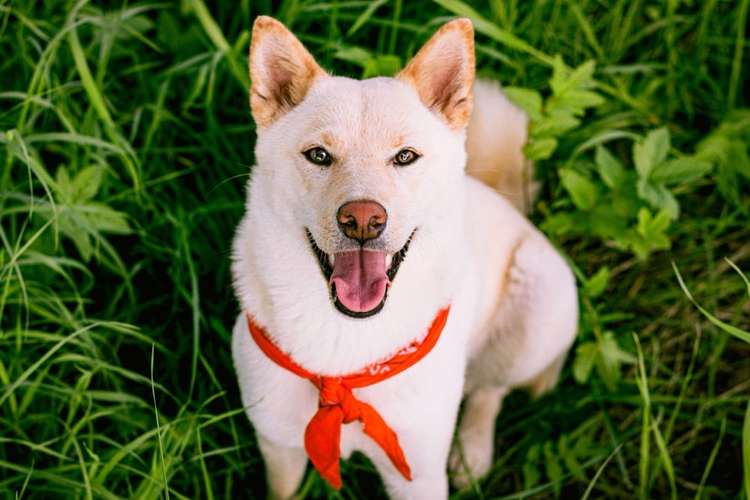 Hundeauslaufgebiet-Ninagrafie-Bild