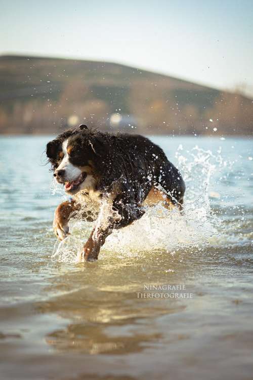 Hundeauslaufgebiet-Ninagrafie-Bild