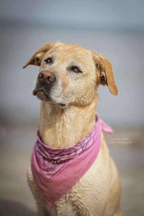 Hundeauslaufgebiet-Ninagrafie-Bild