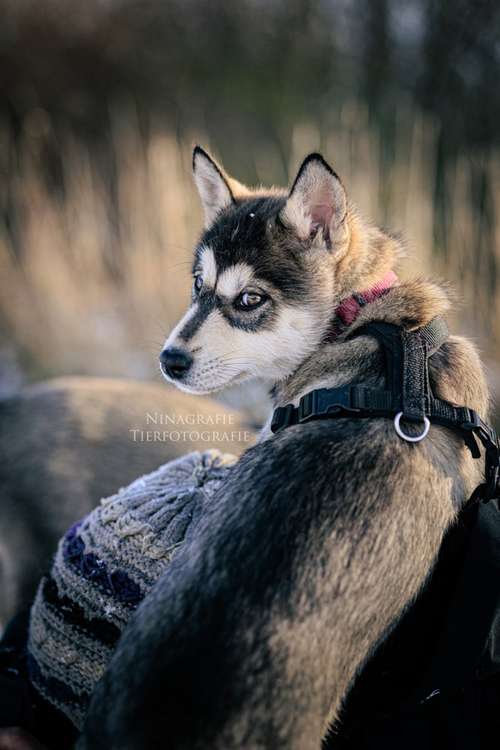 Hundeauslaufgebiet-Ninagrafie-Bild