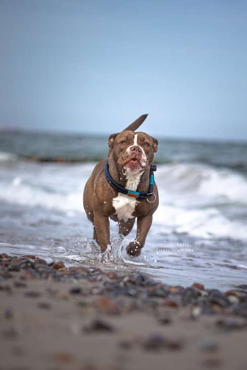 Hundeauslaufgebiet-Ninagrafie-Bild