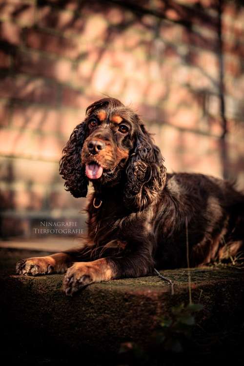 Hundeauslaufgebiet-Ninagrafie-Bild