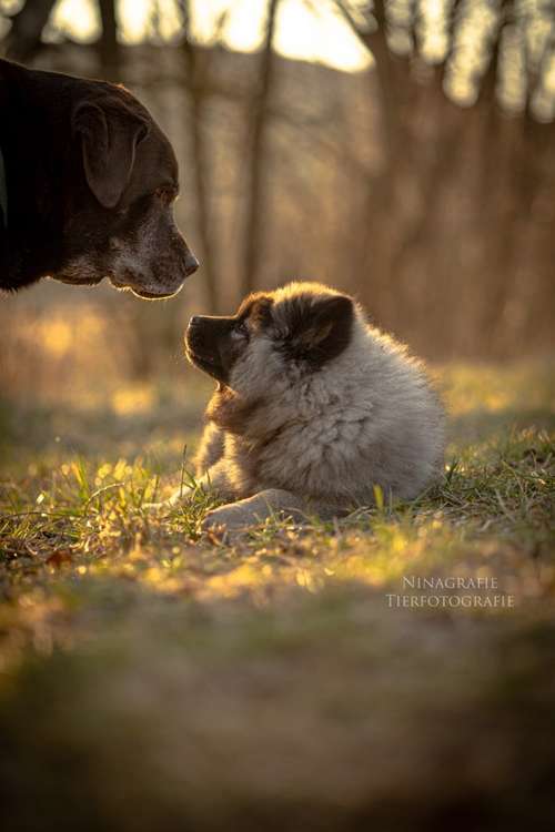 Hundeauslaufgebiet-Ninagrafie-Bild