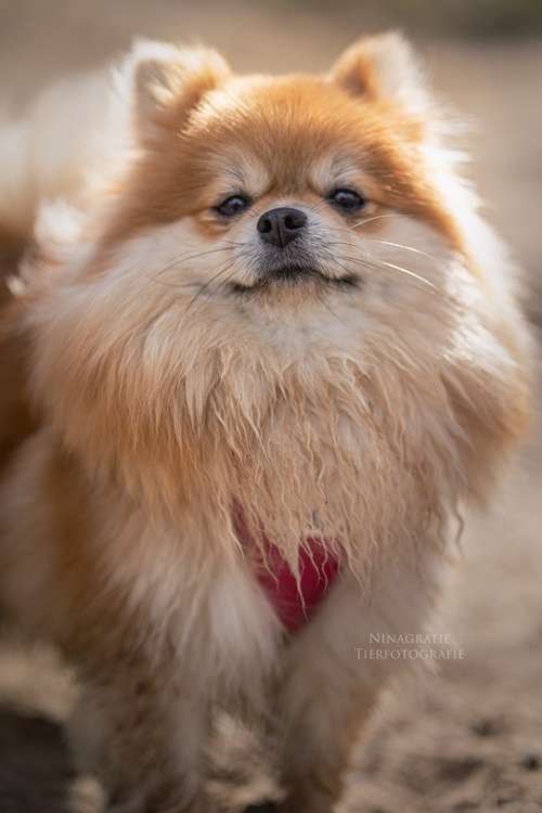 Hundeauslaufgebiet-Ninagrafie-Bild