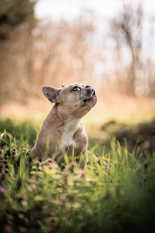 Hundeauslaufgebiet-Ninagrafie-Bild