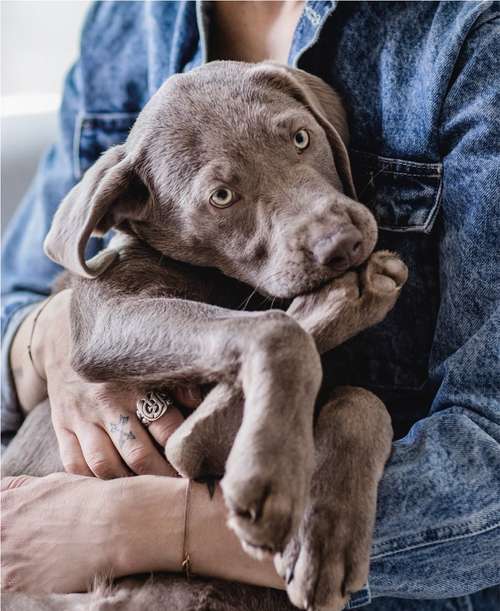 Hundeauslaufgebiet-KRAWALLKRALLEN-Bild