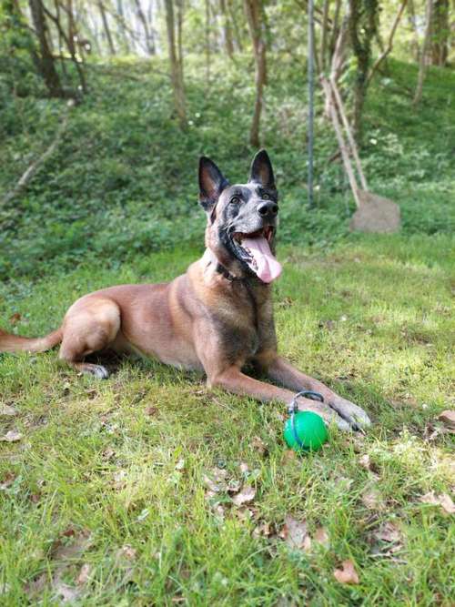 Hundeauslaufgebiet-Canin Aktiv Hundeausbildung -Bild