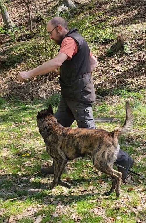 Hundeauslaufgebiet-Canin Aktiv Hundeausbildung -Bild