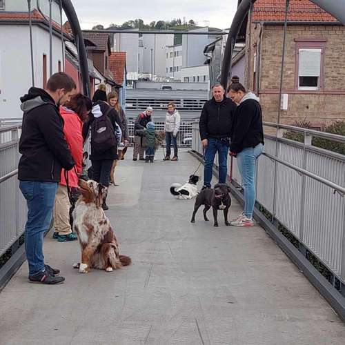 Hundeauslaufgebiet-Canin Aktiv Hundeausbildung -Bild