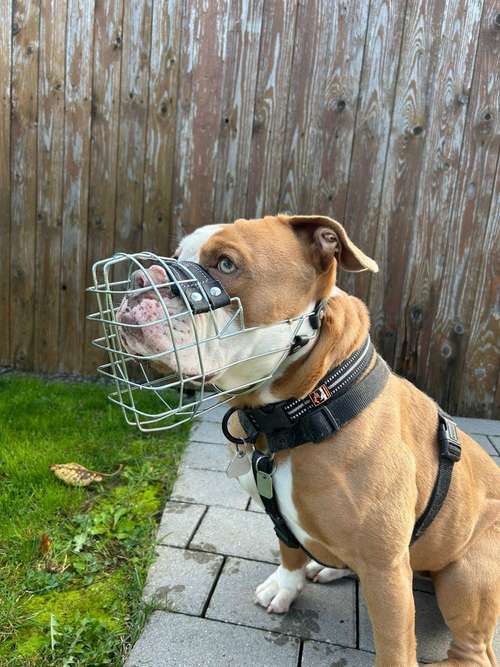 Hundeauslaufgebiet-Hundeschule Teamsache-Bild