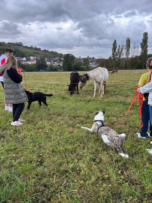Hundeauslaufgebiet-Hundeschule Teamsache-Bild