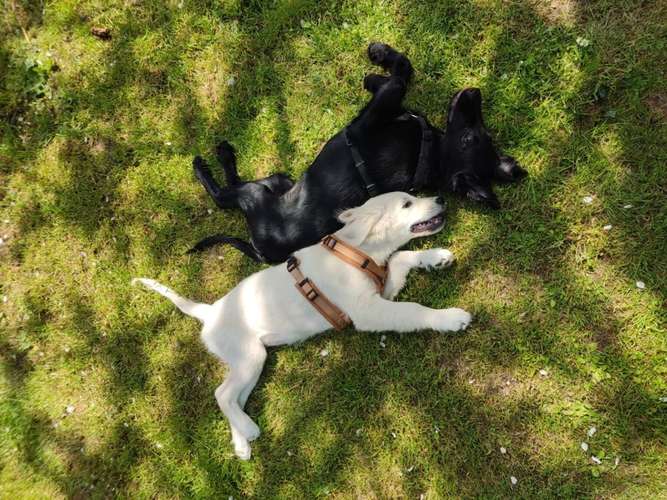 Hundeauslaufgebiet-Hundeschule Teamsache-Bild