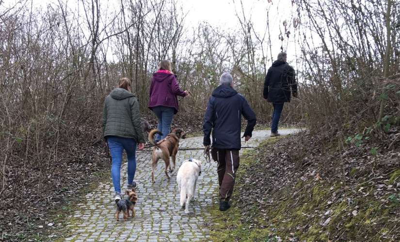 Hundeauslaufgebiet-Hundeschule Teamsache-Bild