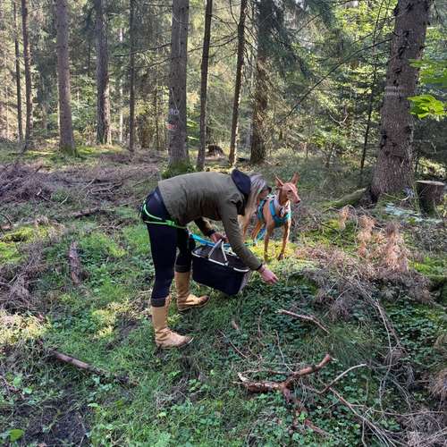 Hundeauslaufgebiet-Hundeschule und Touren Tanja Meinschäfer-Bild