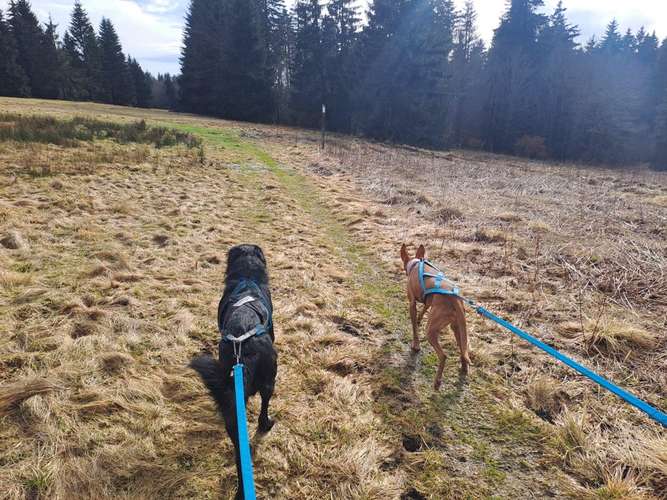 Hundeauslaufgebiet-Hundeschule und Touren Tanja Meinschäfer-Bild