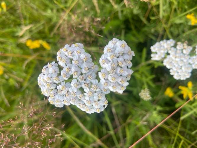 Hundeauslaufgebiet-Hundeschule und Touren Tanja Meinschäfer-Bild