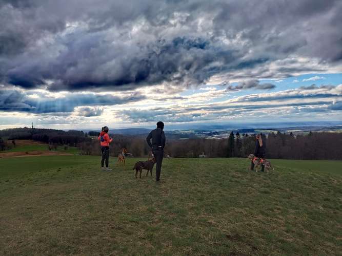 Hundeauslaufgebiet-Hundeschule und Touren Tanja Meinschäfer-Bild