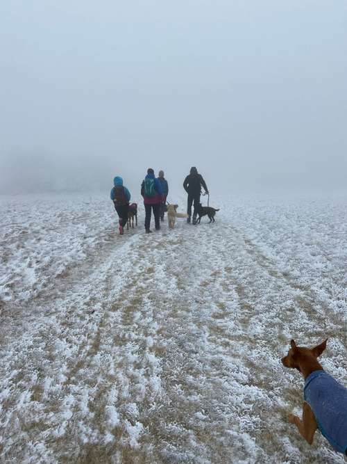 Hundeauslaufgebiet-Hundeschule und Touren Tanja Meinschäfer-Bild