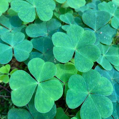 Hundeauslaufgebiet-Hundeschule und Touren Tanja Meinschäfer-Bild