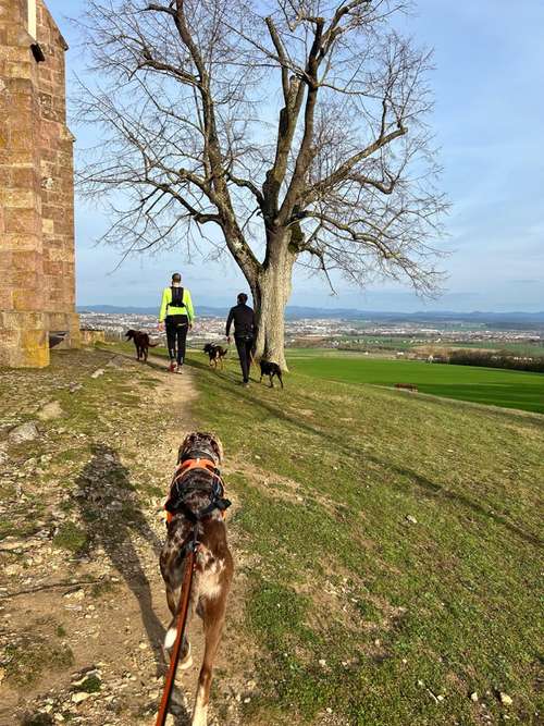 Hundeauslaufgebiet-Hundeschule und Touren Tanja Meinschäfer-Bild