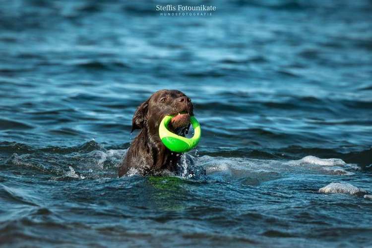 Hundeauslaufgebiet-Steffis Fotounikate-Bild