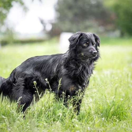 Hundeauslaufgebiet-Steffis Fotounikate-Bild