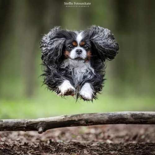 Hundeauslaufgebiet-Steffis Fotounikate-Bild