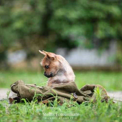 Hundeauslaufgebiet-Steffis Fotounikate-Bild