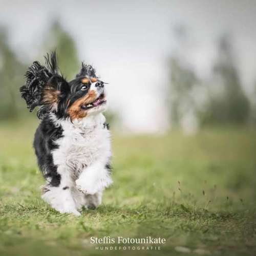 Hundeauslaufgebiet-Steffis Fotounikate-Bild